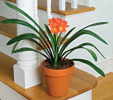 Alegra tu hogar con plantas de interior 2