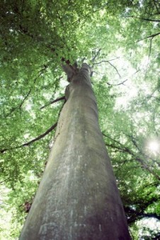 Lo que siente un árbol 32