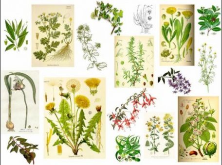 Las hierbas medicinales de hoy y siempre 10 Las hierbas medicinales de hoy y siempre 25