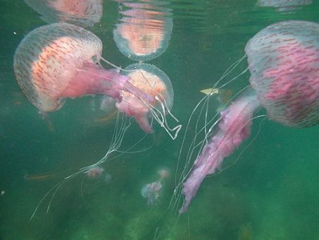 El ataque de las medusas I 2 El ataque de las medusas I 3