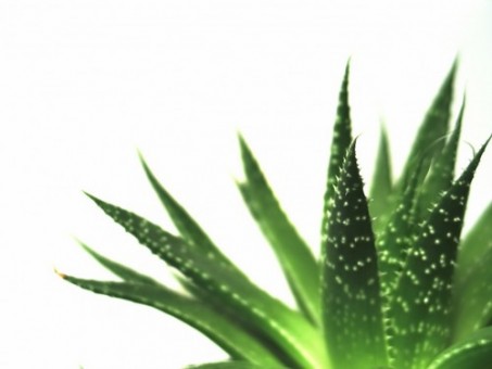 Aloe Vera, el milagro verde 11 Aloe Vera, el milagro verde 7