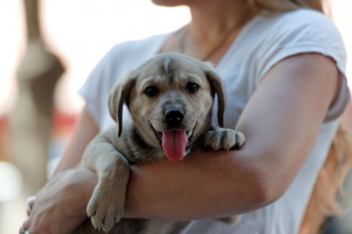 Derechos de las mascotas